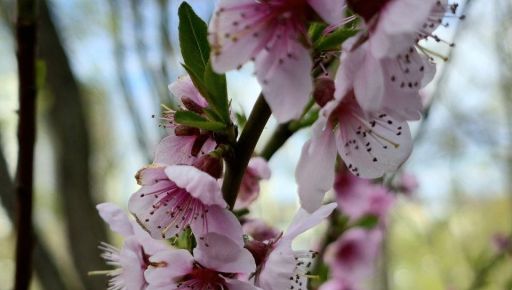 В центре Харькова зацвели персиковые деревья (ФОТОФАКТ)