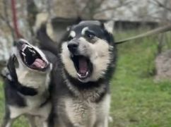 На Харківщині шукають дім для родини хаскі, яких врятували від обстрілу РФ