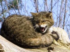 На Харківщині скажений кіт пошкрябав батька з сином