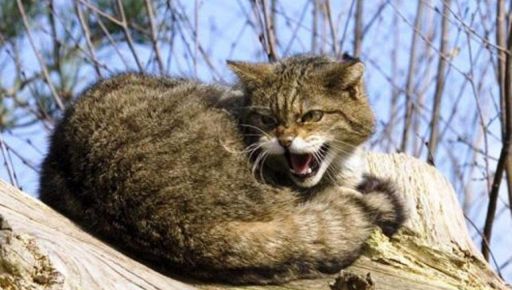 На Харківщині скажений кіт пошкрябав батька з сином