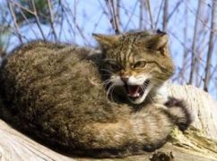 В Харьковской области бешеная кошка напала на хозяина: где ввели карантин
