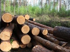 В Харьковской области незаконно вырубили деревья на сумму более 4 млн грн