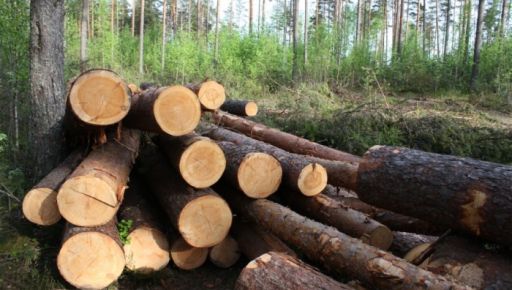 На Харківщині незаконно вирубали дерева на суму понад 4 млн грн