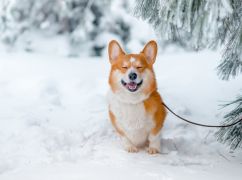 Какая будет погода в Харькове 3 декабря: прогноз синоптиков