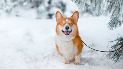 Якою буде погода у Харкові 3 грудня: прогноз синоптиків