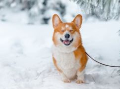 Якою буде погода у Харкові 18 грудня: прогноз синоптиків