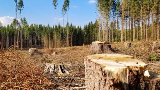 В Харьковской области браконьер вырубал деревья более чем на 95 тыс. грн
