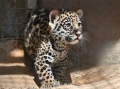 В Фельдман Экопарке показали, как подросла "младшая группа" хищников