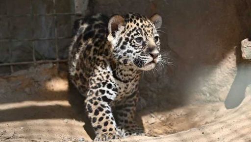 В Фельдман Экопарке показали, как подросла "младшая группа" хищников