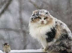 Мокрый снег и дождь: Погода в Харькове 4 января