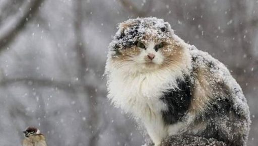 Синоптики обещают Харькову снегопад: Прогноз на 16 января