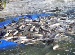 Печенізьке водосховище на Харківщині поповнили тисячами молодих товстолобиків