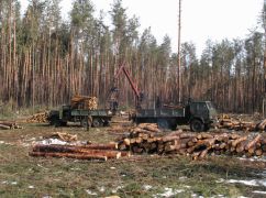 Дефицит дров в Харьковской области: Лесхоз просит разрешения на санитарную вырубку одного из заповедников