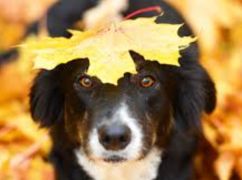 Якої погоди чекати в Харкові та області 19 листопада: прогноз синоптиків