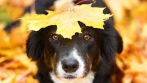 Синоптики розповіли, яка погода пануватиме на Харківщині 22 листопада