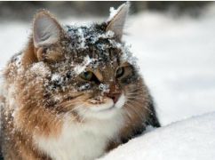 Синоптики повідомили, якої погоди чекати харків&rsquo;янам 23 грудня