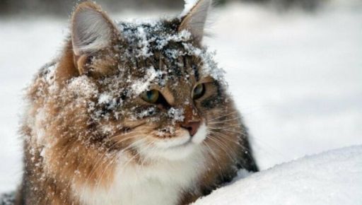 Синоптики сообщили, какой погоды ждать харьковчанам 23 декабря