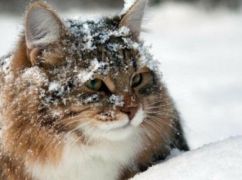 Чего ожидать от погоды в Харькове 11 апреля: прогноз