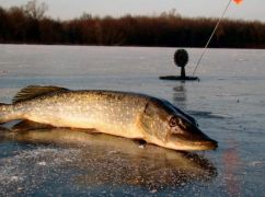 На Харьковщине рыбакам запретят ловить щуку: когда и какие штрафы