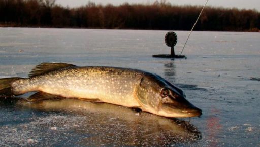 На Харківщині рибалкам заборонять ловити щуку: коли і які штрафи