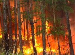 Враг целенаправленно обстреливает лесные насаждения в Харьковской области — Синегубов