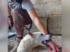 На Харьковщине во время боев пограничники спасли брошеного пса