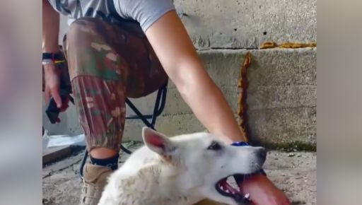 На Харківщині під час боїв прикордонники врятували покинутого пса