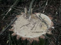 В громаде на Харьковщине обнаружили масштабную незаконную вырубку деревьев