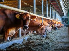 Стало известно, сколько коров осталось в Харьковской области