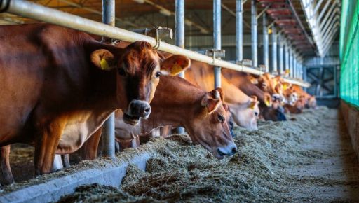 Стало известно, сколько коров осталось в Харьковской области