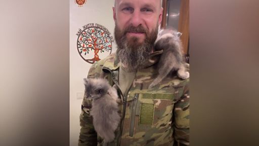 На Харьковщине военные спасли кошачью семью