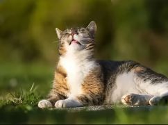 Прогноз погоди для Харківщини на 4 липня: чого очікувати