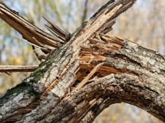 Пиление деревьев в Харьковской области обернулось смертью: удар клена убил женщину