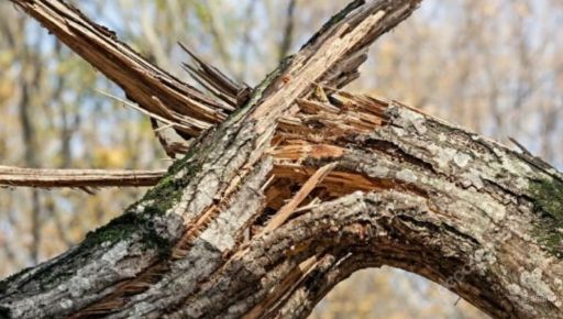 Пиляння дерев на Харківщині обернулося смертю: удар клена вбив жінку