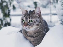 Какая будет погода на Харьковщине 30 декабря: прогноз синоптиков