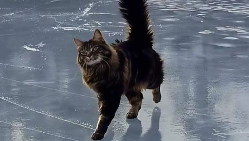 Харьковщину накроет туман и гололед: синоптики объявили желтый уровень опасности