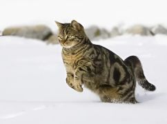 Якою буде погода у Харкові 6 лютого: прогноз синоптиків