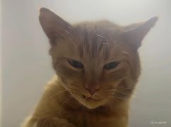 На Харківщині поранений котик прийшов на військові позиції за допомогою