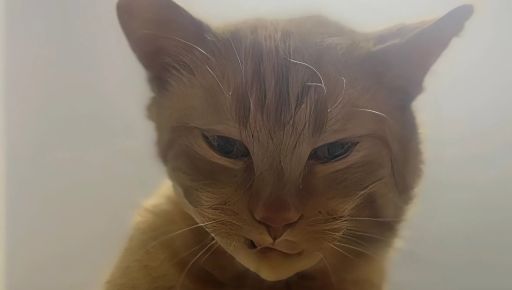 На Харьковщине раненый котик пришел на военные позиции за помощью