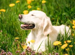 Чего ожидать от погоды в Харькове 3 апреля: прогноз