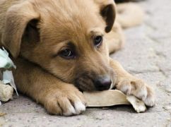 В Харьковском районе мужчина застрелил бездомную собаку: полиция сообщила о подозрении