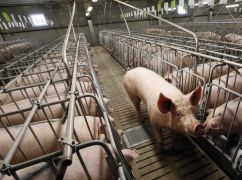 На Харківщині на звалищі знайшли 10 трупів свиней: Чому загинули тварини