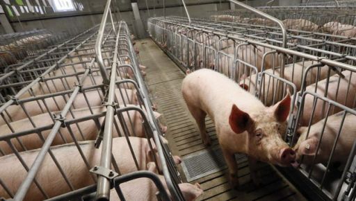 В Харьковской области на свалке нашли 10 трупов свиней: Почему погибли животные