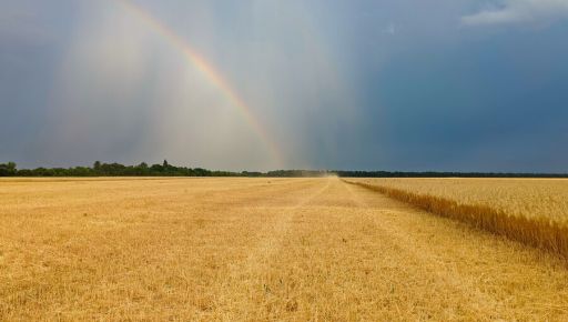 На Харківщині зібрали більше 1 млн тонн озимої пшениці – ОВА
