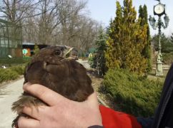 В Харькове спасли хищника, раненого российской армией