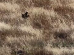 Прикордонники показали, як важкі дрони "полюють" на росіян на Харківщині