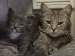 Врятовані з затопленого підвалу: у Харків привезли кішку і кошеня з окупованої території