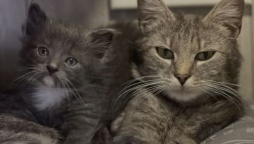 Врятовані з затопленого підвалу: у Харків привезли кішку і кошеня з окупованої території