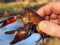 На Харківщині стартує піврічна заборона на вилов раків