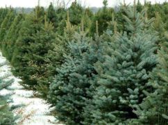 Лесничества Харьковщины обнародовали цены на новогодние елки: от 135 грн